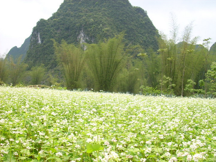 Hoa dua can ru, Hoa Tet, Hạt giống hoa, hoa treo, dạ yến thảo, hoa phong lữ thảo, hoa phong lu thao, hoa treo ban công, hạt giống hoa oải hương, bán hạt giống hoa oải hương, hat giong hoa oai huong, hạt giống  chất lượng cao, hat giong hoa , hat giong hoa chat luong cao, hoa trong tham, hoa trong chau, hoa lan, hoa phong lan